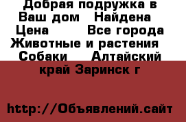 Добрая подружка,в Ваш дом!!!Найдена › Цена ­ 10 - Все города Животные и растения » Собаки   . Алтайский край,Заринск г.